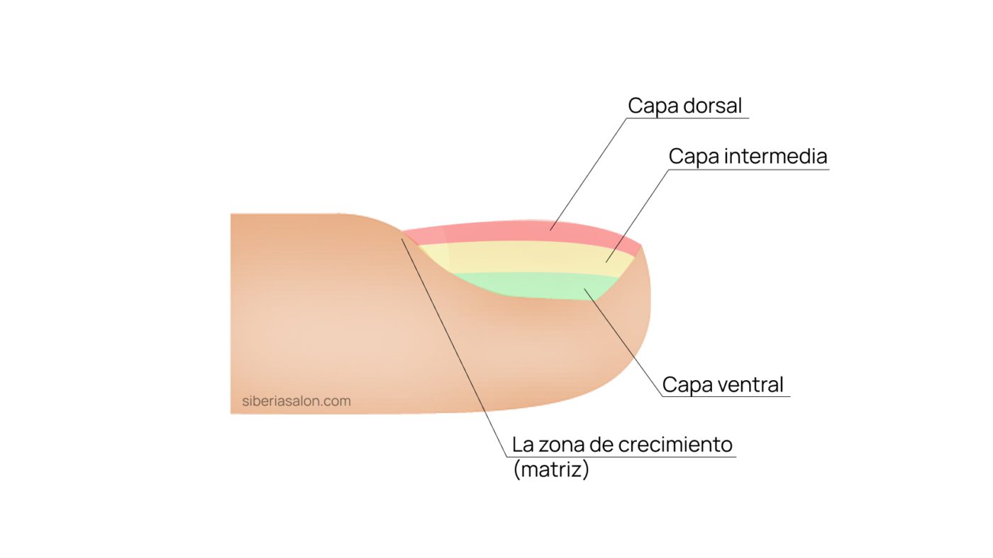 Estructura de la uñas y fundamentos de la biomecánica profesional